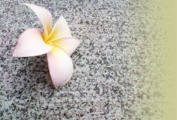 San Diego Granite Repair plumeria on stone